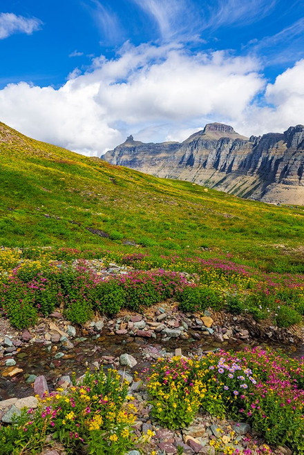 Alpine meadows full of wildflowers at Logan Pass in Glacier