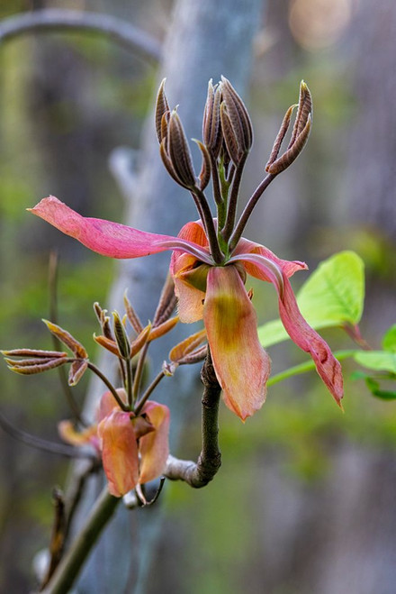 Shagbark hickory tree flowers In Starved Rock State Park-Illinois-USA ...