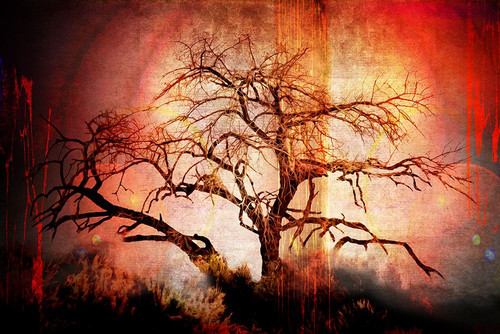 Cottonwood Tree Part 10 Poster Print - LightBoxJournal - Posterazzi