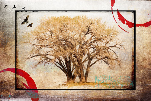 Cottonwood Tree Part 06 Poster Print - LightBoxJournal - Posterazzi