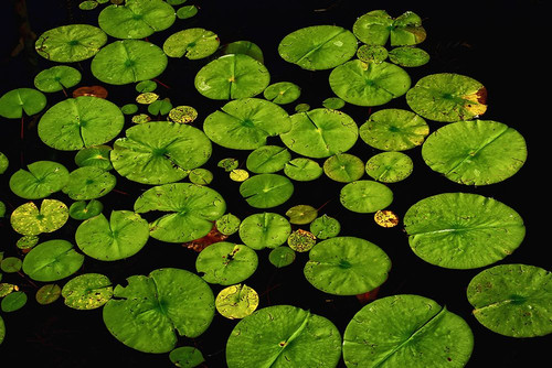 Lily Pads Poster Print - Rachel Lee - Posterazzi