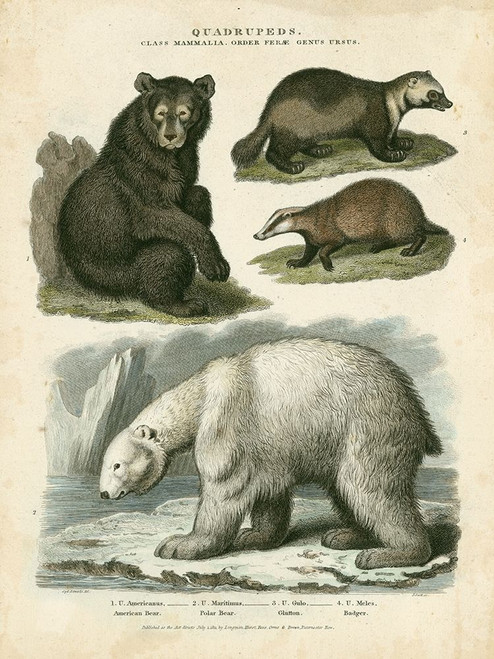 BROWN BEAR POLAR BEAR CROSS visual data 6