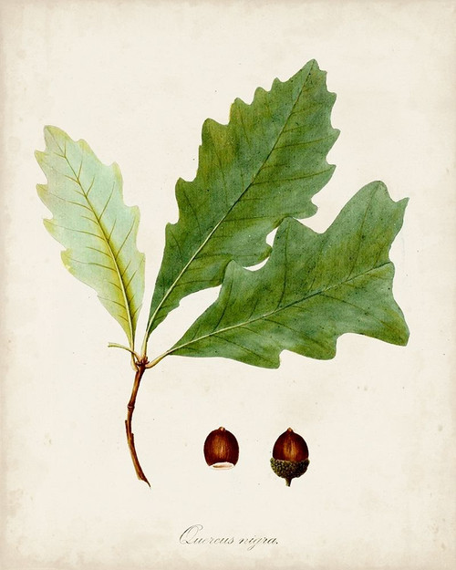 Antique Tree Study II Poster Print - Unknown - Posterazzi