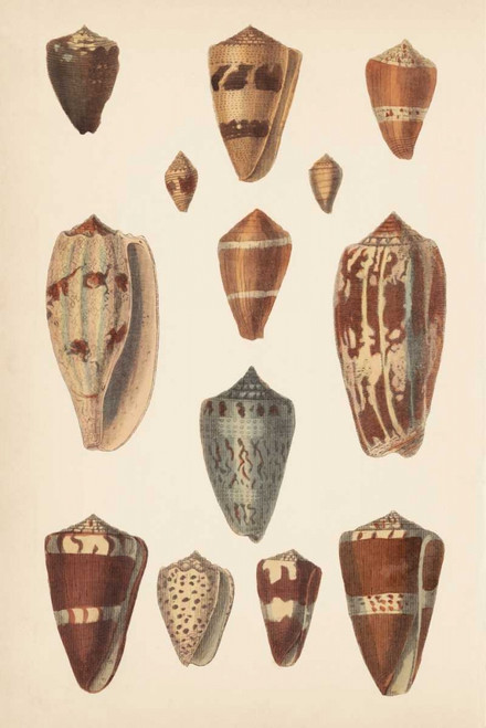 Antique Cone Shells II Poster Print - Unknown - Posterazzi