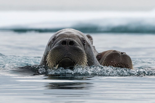 Atlantic walruses-Odobenus rosmarus-in Arctic water Nordaustlandet ...