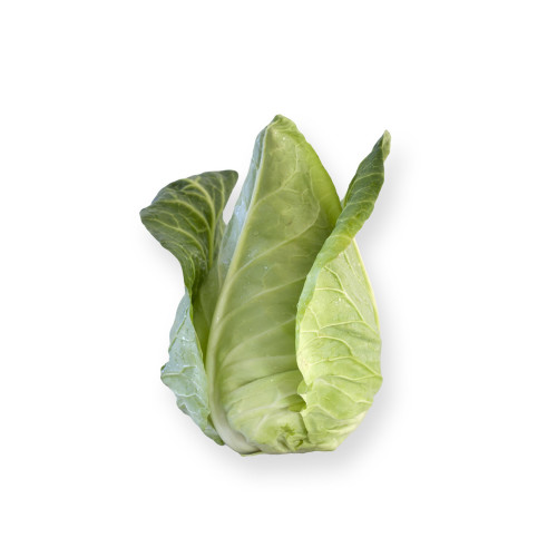 Organic Irish Cabbage Pointed