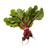 Organic Irish Bunched Beetroot