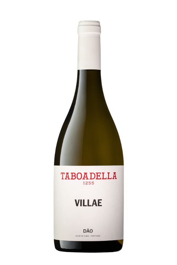 Witte wijn van encruzado, bical en cerceal-branco uit Dao, Portugal van wijnhuis Taboadella.