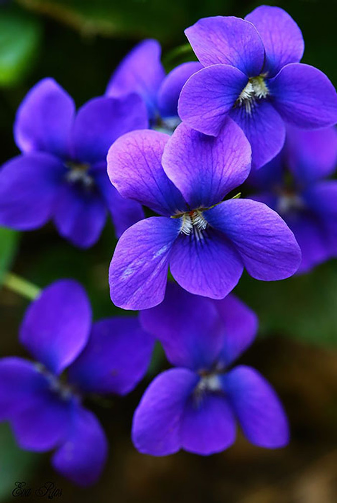 Stunning Violets