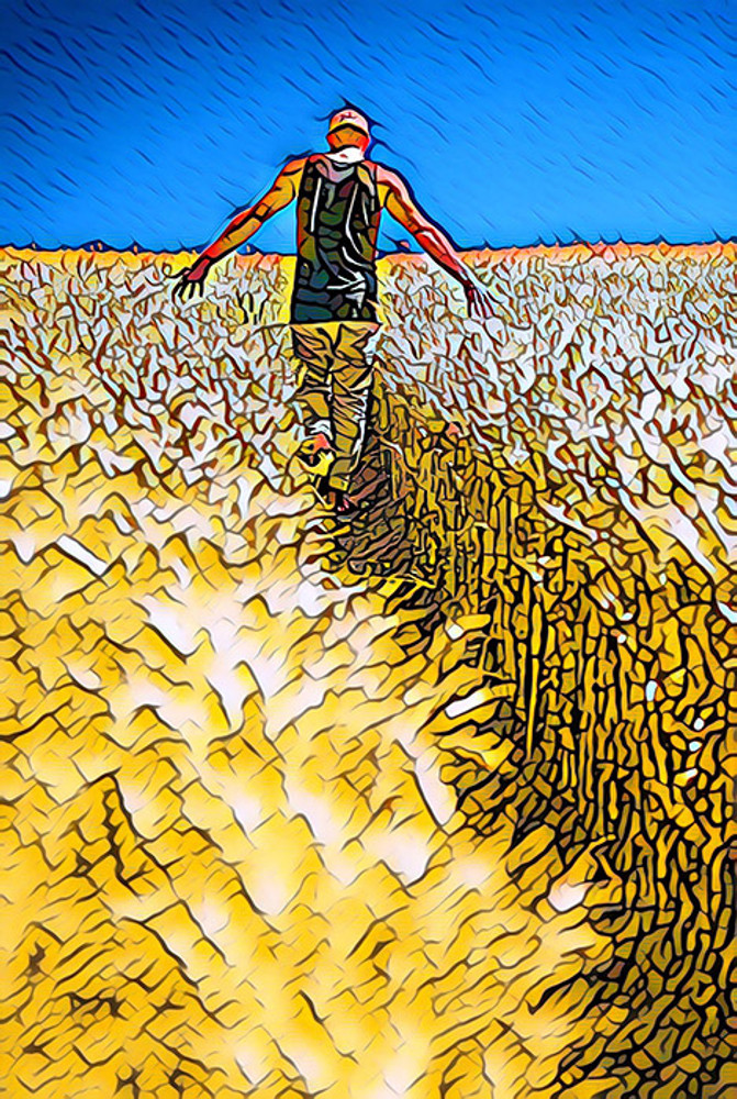 Corn Field (PR)