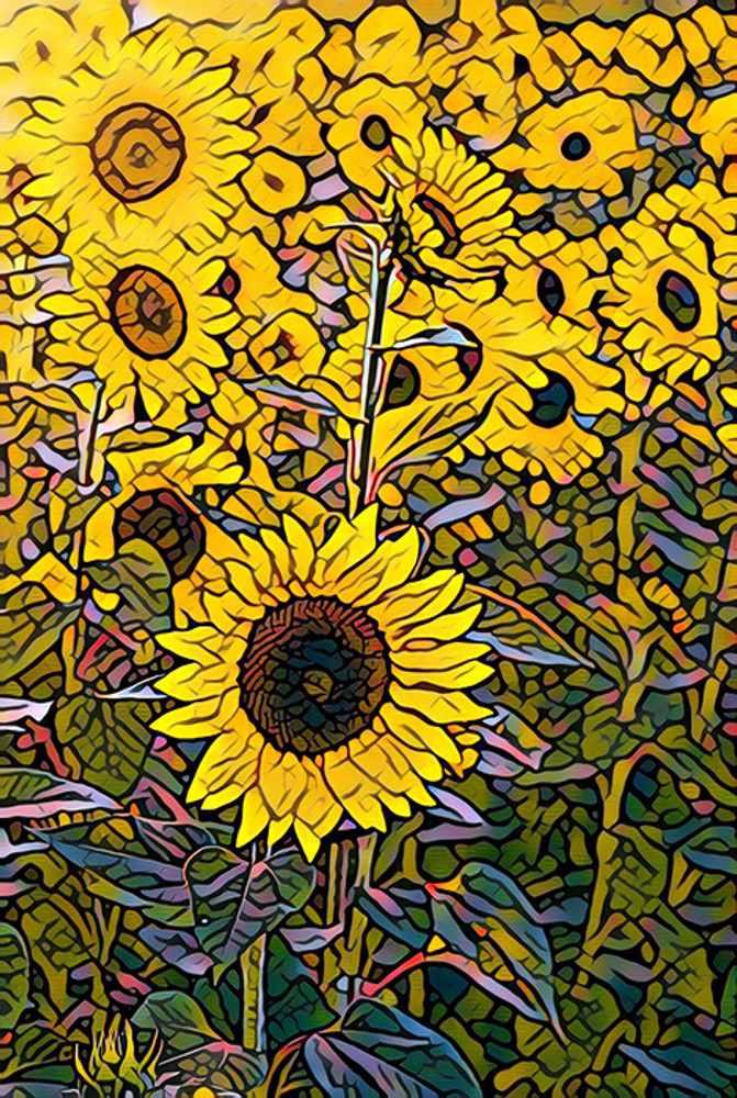 Sun Flower Field (PR)