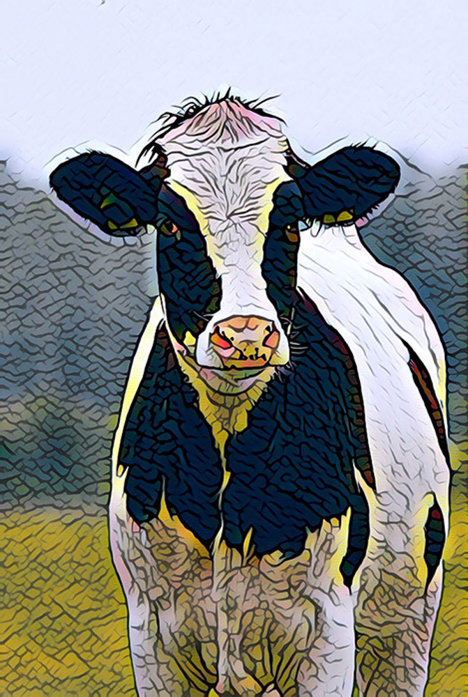 Curious Cow