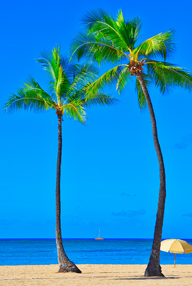 South Beach Palm Trees - A Focus On Florida