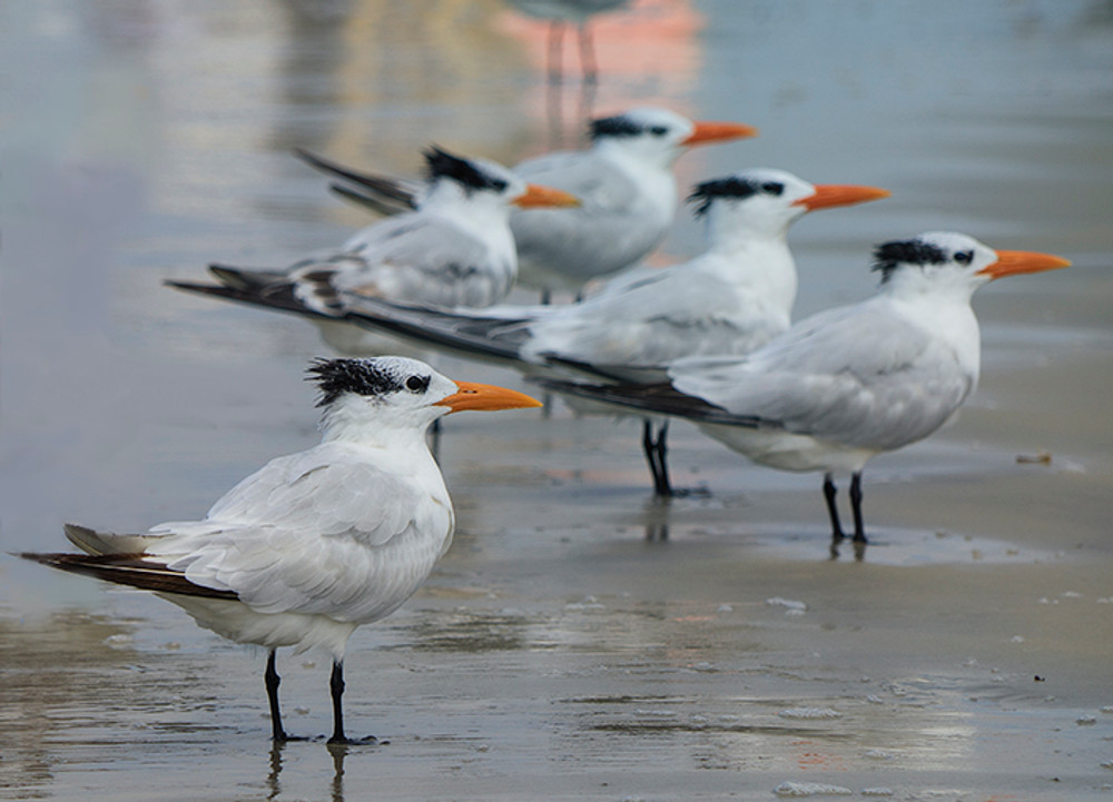 Royal Terns In The Surf
