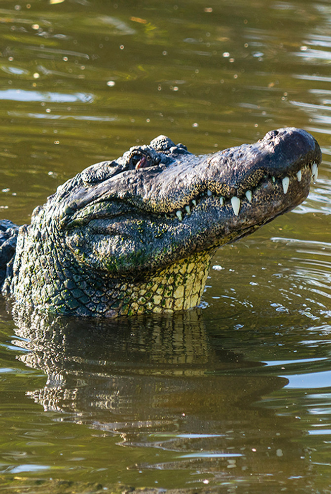 Big Gator Face