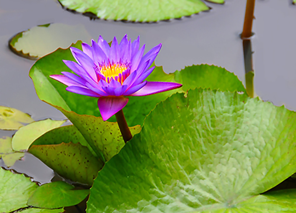 Purple Pond Lily