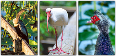 Three Local Birds