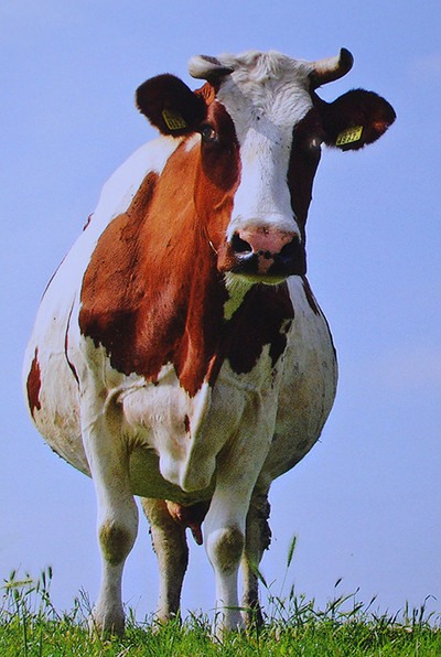 Curious Dutch Holstein