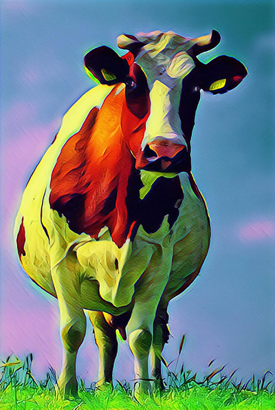 Curious Dutch Holstein (CB)