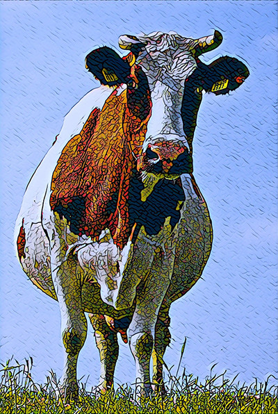 Curious Dutch Holstein (PR)