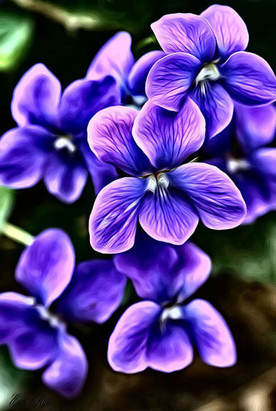 Stunning Violets (SP)
