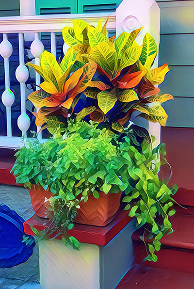 Porch Plant Three