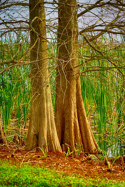 Cypress Trees