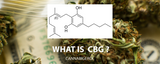 Cannabigerol- What are the benefits and risks of using CBG products?