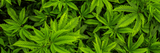 Best CBD and CBG Topicals: Explore the Most Effective Ways to Elevate Your Daily Comfort Routine