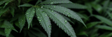 Broad Spectrum vs Full Spectrum CBD Vapes: What’s the Real Difference?