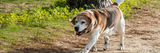 How CBD with CBG Helps Improve Senior Dog Mobility