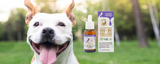 CBG for Dogs- Dosage, Information and FAQ