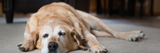 CBG vs CBN for Pets: Which One is Better for Your Dog?