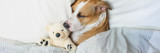 What Are the Benefits of CBD/CBN for Dogs?