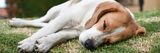 Is CBN Safe for Pets? What to Know Before Giving CBN to Your Dog