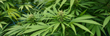 THCa vs. THC: What’s the Real Difference and Why It Matters