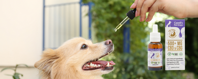 CBN for dogs- recommended dosage and  health benefits