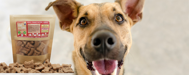 Everything you need to know about CBG for dogs