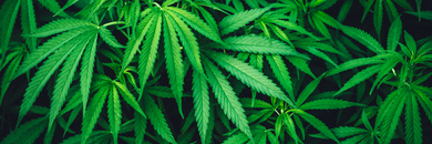 The Benefits of Delta 8 THC: A Mellow Revolution