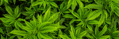 Best CBD and CBG Topicals: Explore the Most Effective Ways to Elevate Your Daily Comfort Routine