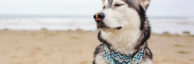 Natural Calming Solutions for Anxious Dogs: Why CBN Works