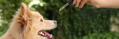 The Calming Benefits of CBN for Dogs