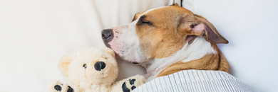 CBN for dogs- dosage and benefits