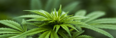 Delta 8 vs Delta 9: Effects, Duration, and Legal Differences