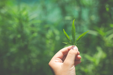 ​Opinion: Why Delta 8 THC is the most important hemp cannabinoid, and why it should remain legal.