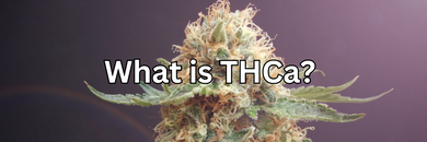 THCa vs. THC