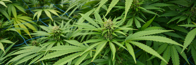 THCa vs. THC: What’s the Real Difference and Why It Matters