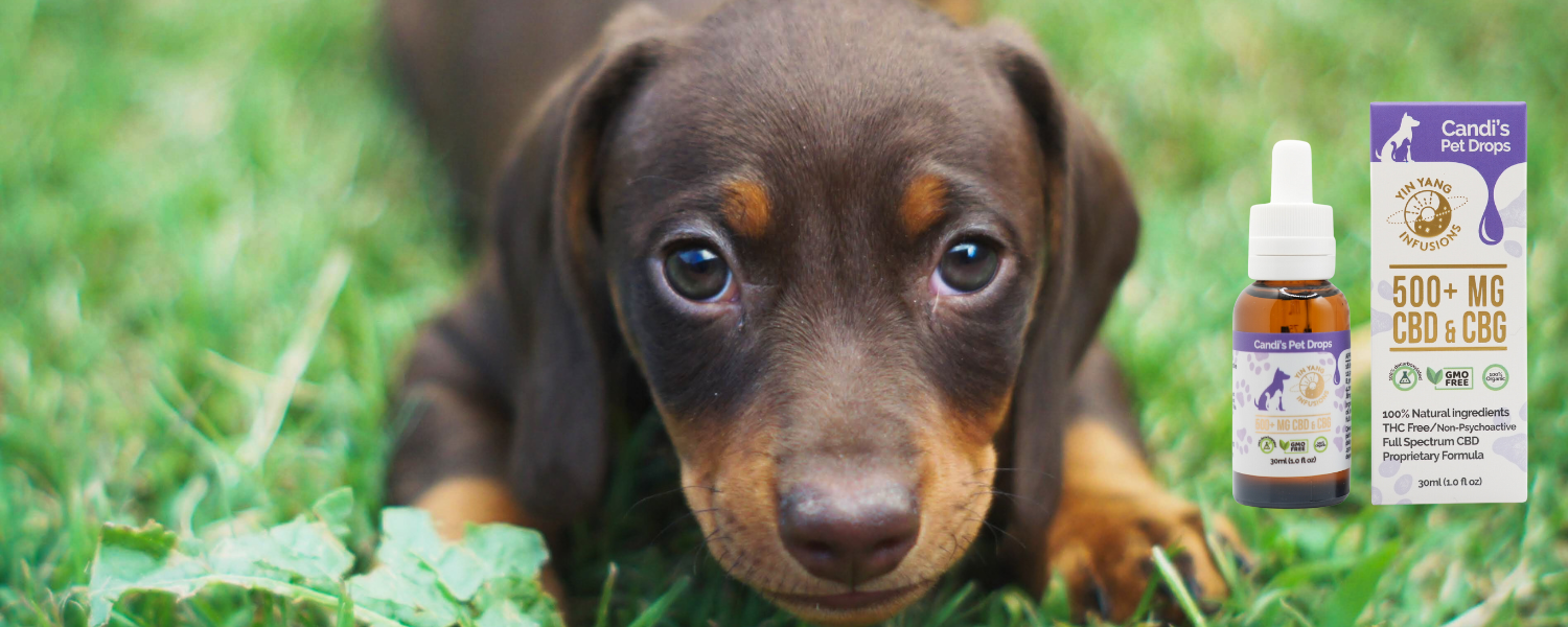 Do CBD balms really work? Yin Yang Infusions