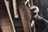 alternate_image
