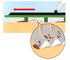 alternate_image